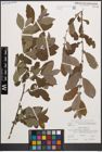 Foto von Salix cinerea L.